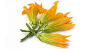 azienda produttrice di zucchine a verona, zucchine verdi a verona, fiori di zucchine a verona, zucchine in fiore, verona, zucchine bianche verona, certificazioni zucchine verona, La zucchina di Turina, zucchine a verona, vendita di zucchine a Verona, fragole, la zuccherina di turina
