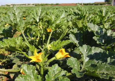 fiori di zucchine a verona, azienda produttrice di zucchine a verona, zucchine verdi a verona, zucchine in fiore, verona, zucchine bianche verona, certificazioni zucchine verona, La zucchina di Turina, zucchine a verona, vendita di zucchine a Verona, fragole, la zuccherina di turina