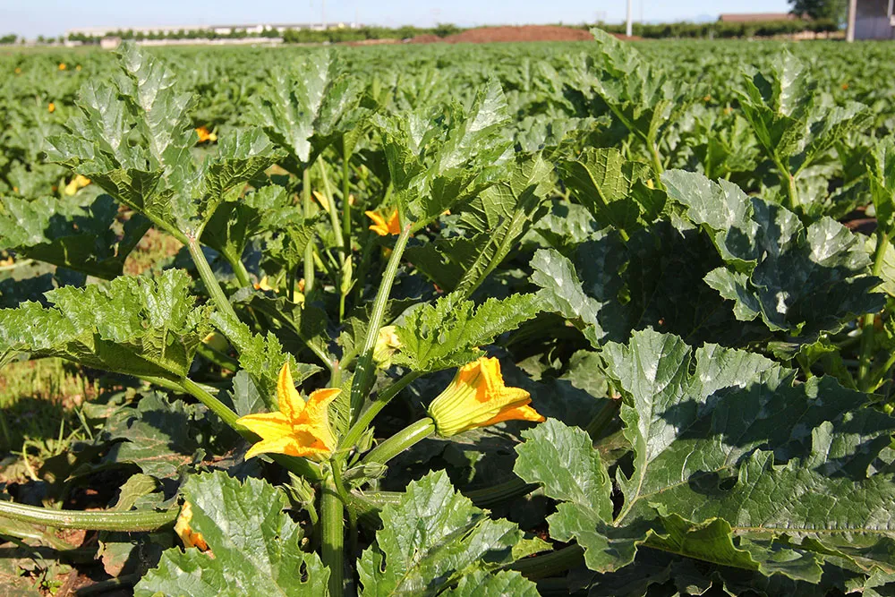 fiori di zucchine a verona, azienda produttrice di zucchine a verona, zucchine verdi a verona, zucchine in fiore, verona, zucchine bianche verona, certificazioni zucchine verona, La zucchina di Turina, zucchine a verona, vendita di zucchine a Verona, fragole, la zuccherina di turina