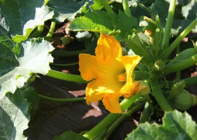 fiori di zucchine a verona, azienda produttrice di zucchine a verona, zucchine verdi a verona, zucchine in fiore, verona, zucchine bianche verona, certificazioni zucchine verona, La zucchina di Turina, zucchine a verona, vendita di zucchine a Verona, fragole, la zuccherina di turina