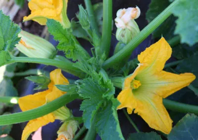 azienda produttrice di zucchine a verona, zucchine verdi a verona, fiori di zucchine a verona, zucchine in fiore, verona, zucchine bianche verona, certificazioni zucchine verona, La zucchina di Turina, zucchine a verona, vendita di zucchine a Verona, fragole, la zuccherina di turina