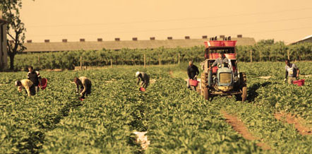 azienda produttrice di zucchine a verona, zucchine verdi a verona, fiori di zucchine a verona, zucchine in fiore, verona, zucchine bianche verona, certificazioni zucchine verona, La zucchina di Turina, zucchine a verona, vendita di zucchine a Verona, fragole, la zuccherina di turina