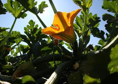 fiori di zucchine a verona, azienda produttrice di zucchine a verona, zucchine verdi a verona, zucchine in fiore, verona, zucchine bianche verona, certificazioni zucchine verona, La zucchina di Turina, zucchine a verona, vendita di zucchine a Verona, fragole, la zuccherina di turina