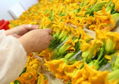 fiori di zucchine a verona, azienda produttrice di zucchine a verona, zucchine verdi a verona, zucchine in fiore, verona, zucchine bianche verona, certificazioni zucchine verona, La zucchina di Turina, zucchine a verona, vendita di zucchine a Verona, fragole, la zuccherina di turina