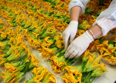 fiori di zucchine a verona, azienda produttrice di zucchine a verona, zucchine verdi a verona, zucchine in fiore, verona, zucchine bianche verona, certificazioni zucchine verona, La zucchina di Turina, zucchine a verona, vendita di zucchine a Verona, fragole, la zuccherina di turina